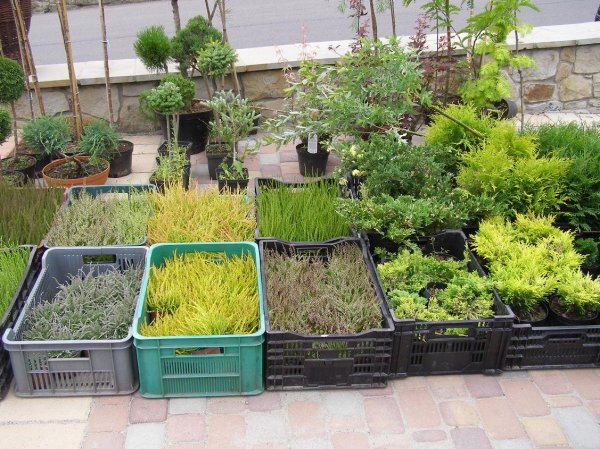 Drugi dzień obchodów Dni Ziemi Frysztackiej 2011