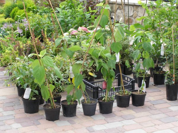 Drugi dzień obchodów Dni Ziemi Frysztackiej 2011