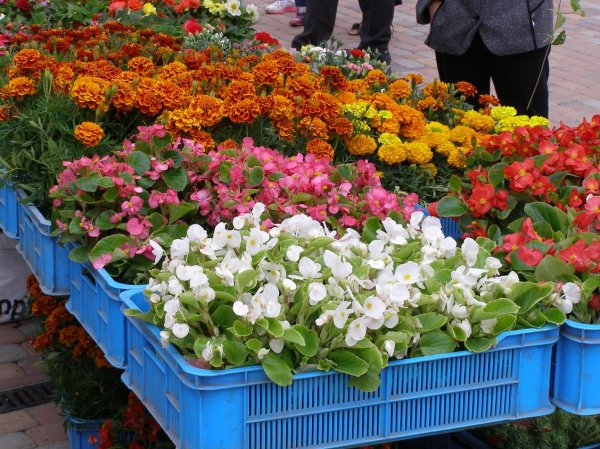 Drugi dzień obchodów Dni Ziemi Frysztackiej 2011