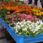 Drugi dzień obchodów Dni Ziemi Frysztackiej 2011