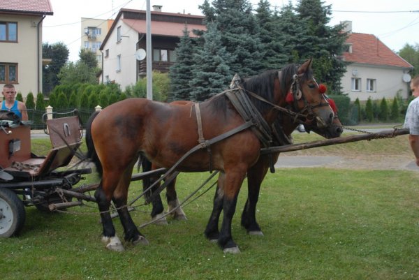 Piknik drobiowy 2013 zdjęcia