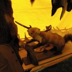 Dożynki Malinowe Połomia 2011