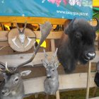 Dożynki Malinowe Połomia 2011