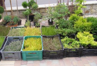 Drugi dzień obchodów Dni Ziemi Frysztackiej 2011