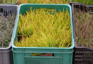 Drugi dzień obchodów Dni Ziemi Frysztackiej 2011