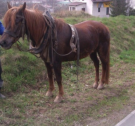 koń w strzyżowie koń w strzyżowie