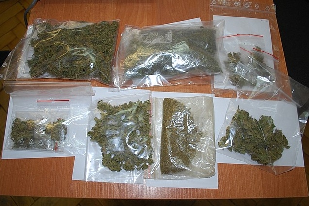 konopie strzyżów konopie strzyżów